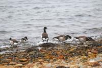 Brant.