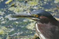 Green heron.