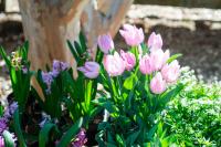 Tulips at Gayle Gardens.
