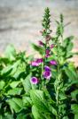 Foxglove (digitalis).