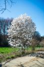 Flowering tree at Mermaid Farm.