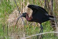 Glossy ibis.