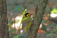 Hooded warbler.