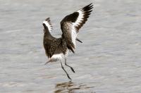 Willet.