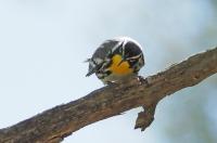 Yellow-throated warbler.