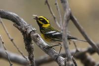 Townsend's Warbler.