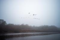 Flock of Canada geese over Tisbury Great Pond.