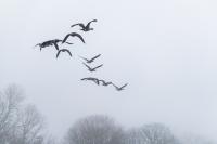 Flock of Canada geese over Tisbury Great Pond.