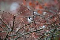 Black-capped chickadee in West Tisbury.
