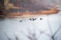 Double-crested cormorants on Oyster Pond.