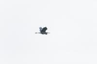 A great blue heron flying over Oyster Pond.
