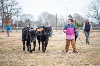 Brooklyn Peters with a yoked pair of cows.