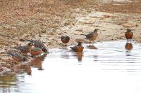 American robins.