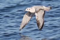 Bonaparte's gull.