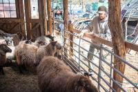 Allen Healy of Mermaid Farm watches over the sheep barn.
