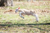Frolicking at Flat Point Farm in West Tisbury.
