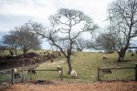 Sheep wander a pasture at Allen Farm in Chilmark.