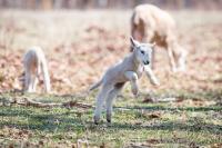 Flat Point Farm lambs full of energy.