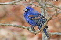 Blue grosbeak.