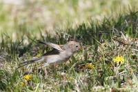 Field sparrow.