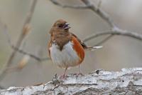 Eastern towhee.