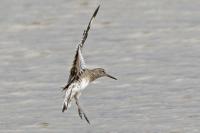 Willet.