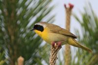 Common yellowthroat.