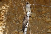 Northern rough-winged swallow.