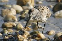 Dunlin.