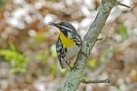 Yellow-throated warbler.