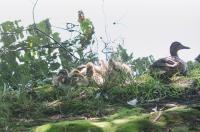 Mallards.
