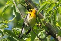 Blackburnian warbler.
