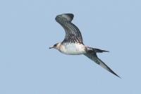 Parasitic jaeger.