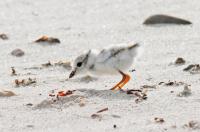 Piping plovers.