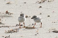 Piping plovers.