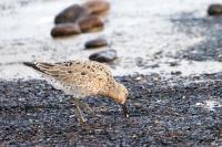 Red knot.