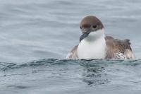 Greater shearwater.