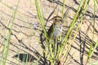Saltmarsh sparrow.