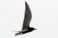 Black tern.