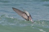Black tern.