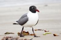 Laughing gull.