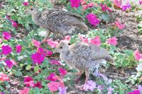 Wild turkeys.
