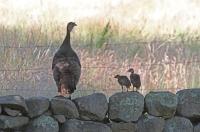 Wild turkeys.