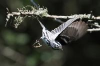 Black and white warbler.