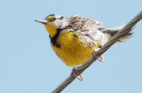 Eastern meadowlark.