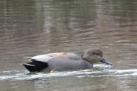 Gadwall.