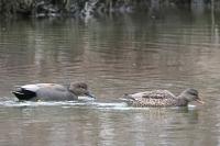 Gadwalls.