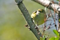White-eyed vireo.
