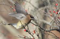 Cedar waxwing.
