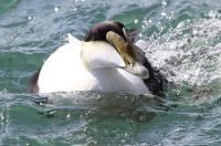 Common eider.
